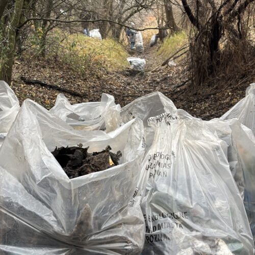 Działania nad Górczynką – rekomendacje