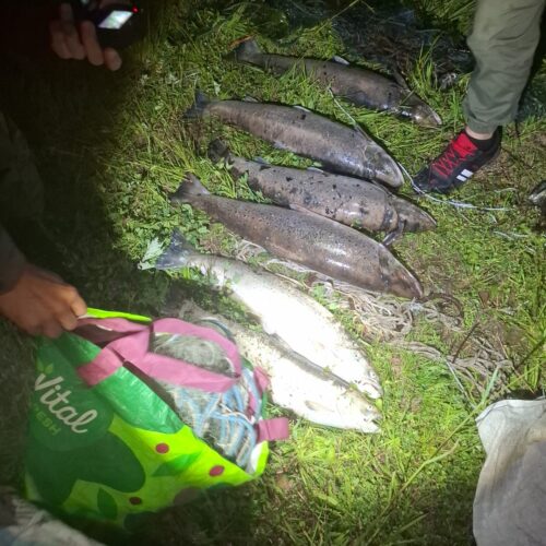 Obywatelskie zatrzymania kłusowników przez Strażników Rzek